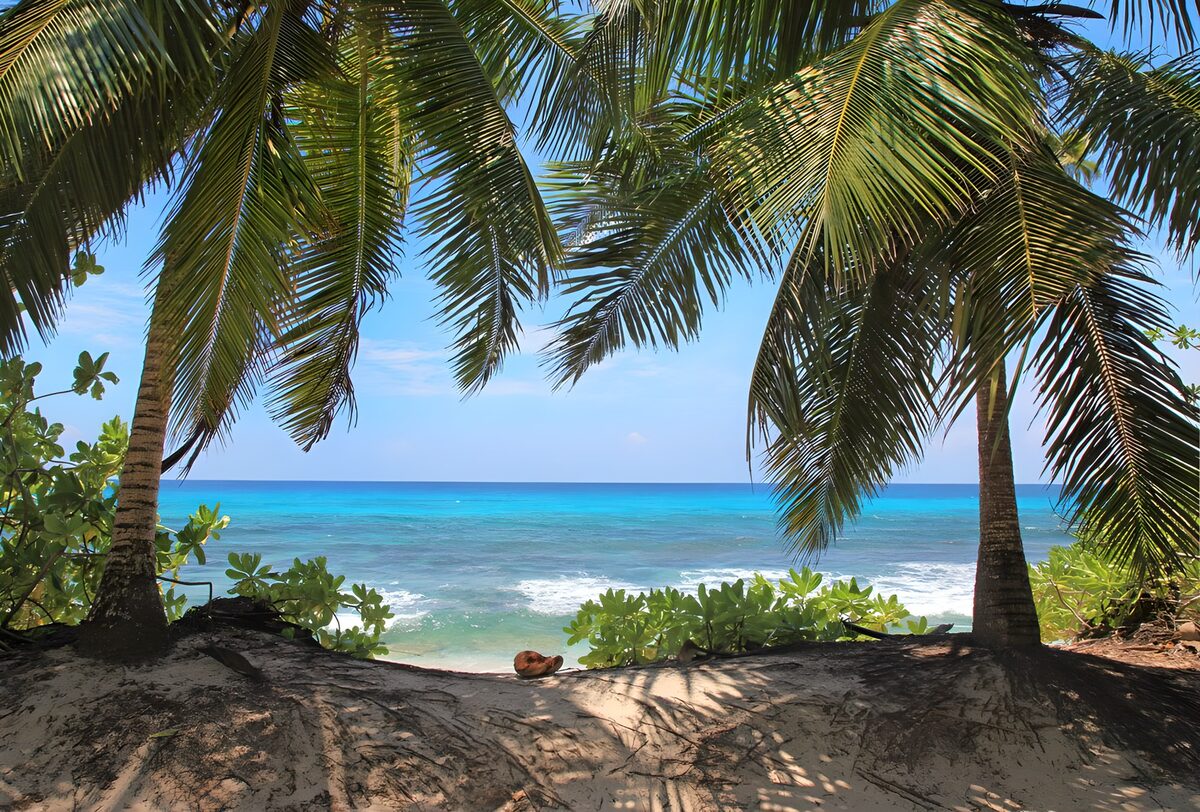 PDGIT6071050: Spiaggia tra le palme e mare turchese