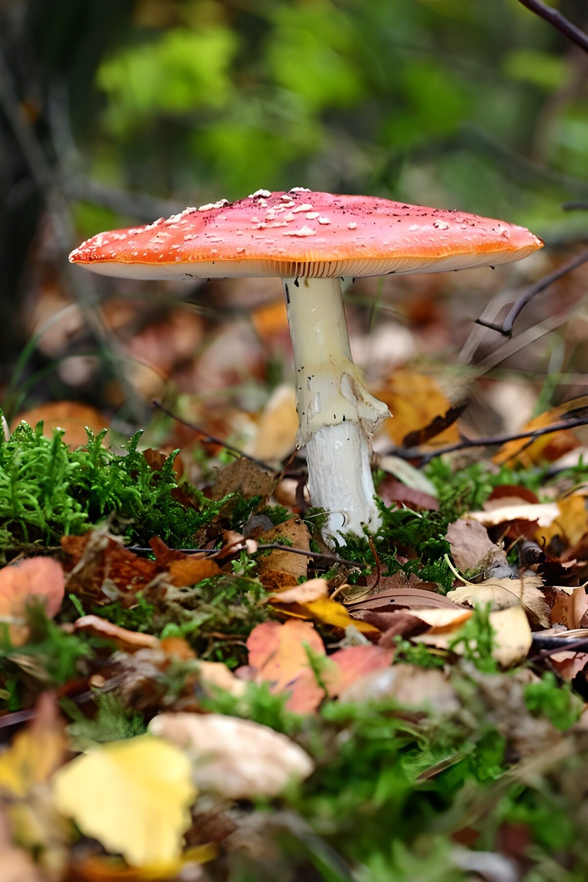 Amanita rossa tra muschio e foglie