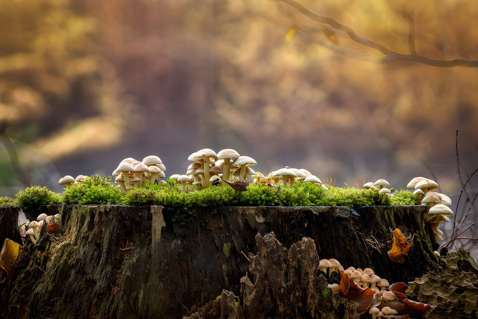 PDGIT3301548: Funghi sul ceppo tra muschio e foglie
