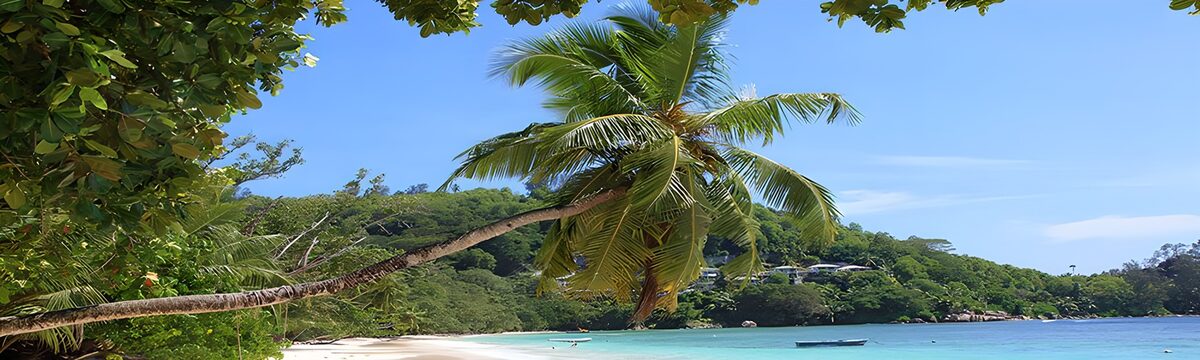 PDGIT4917321: Spiaggia tropicale con palma inclinata