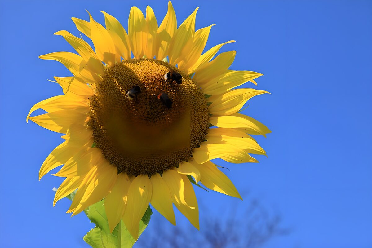 PDGIT1656522: Girasole in piena luce con tre api