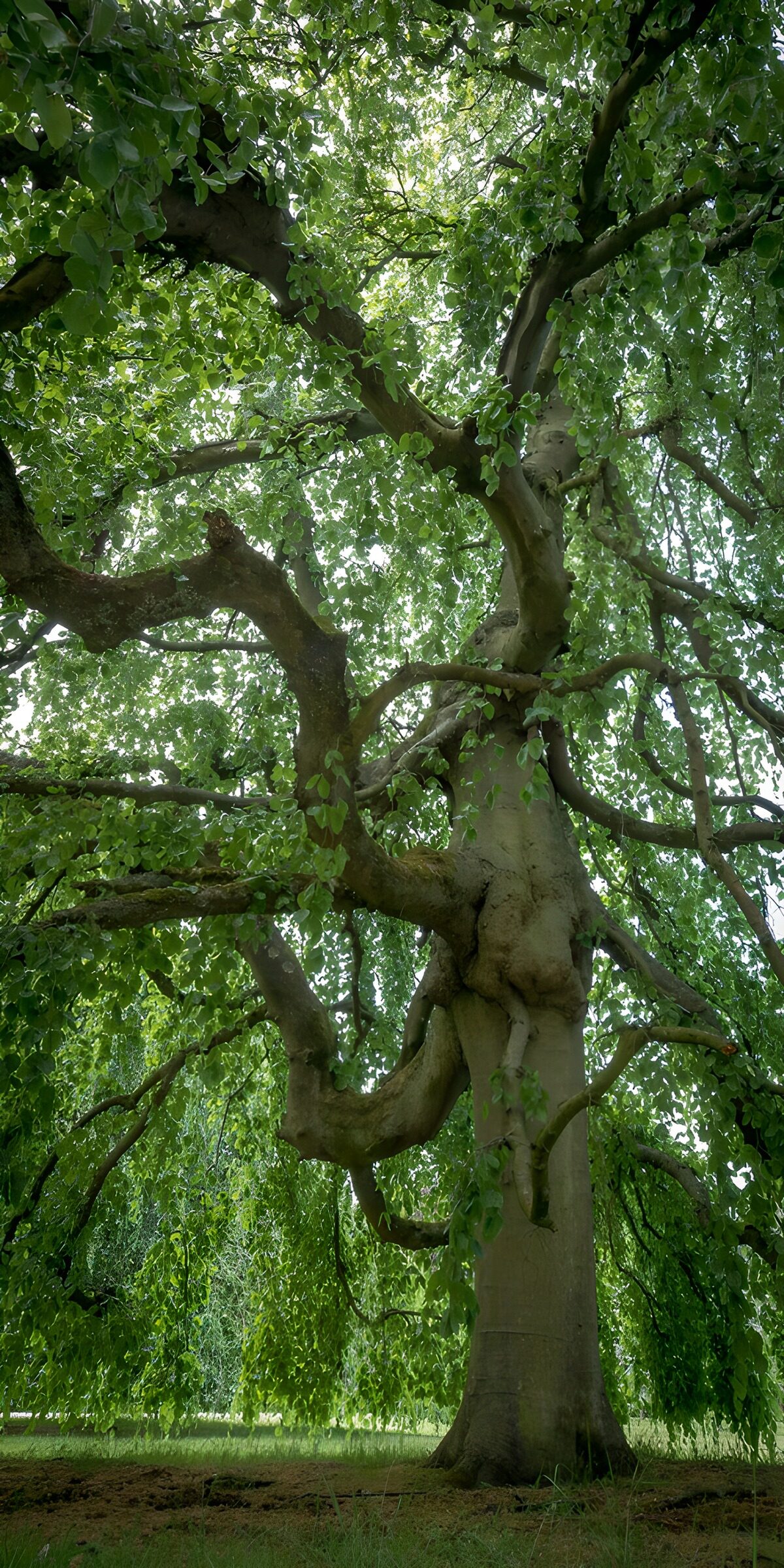 PDGIT4017198: Grande albero visto dal basso