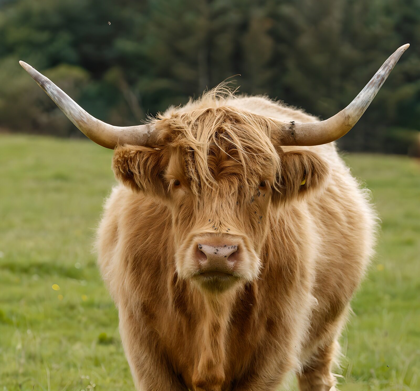 PDGIT1138915: Mucca Highland dal manto dorato