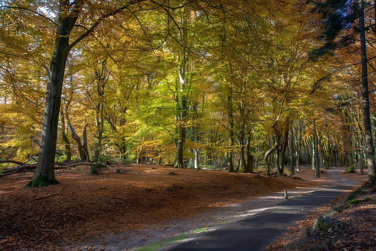 PDGIT3646467: Sentiero curvo nel bosco d’autunno