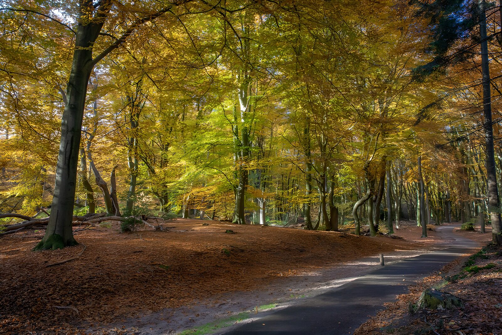 PDGIT3646467: Sentiero curvo nel bosco d’autunno