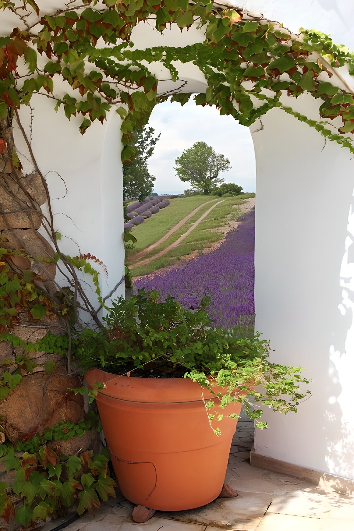 PDGIT7769979: Arco bianco affacciato sulla lavanda