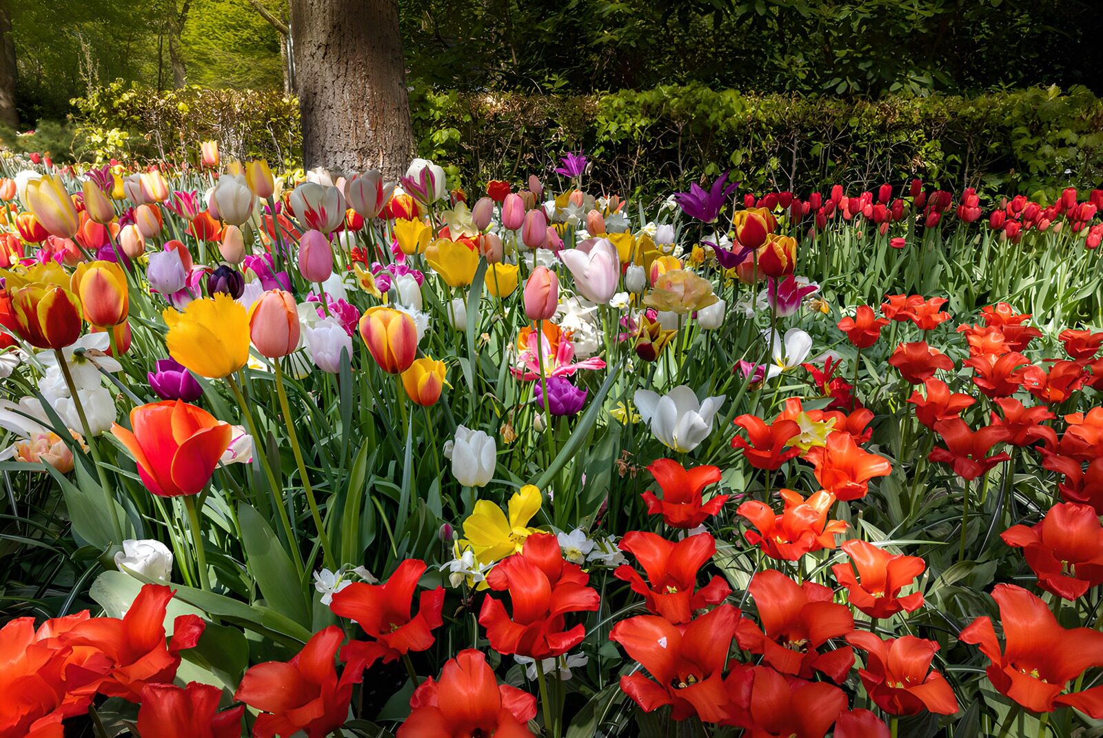 PDGIT9743530: Aiuola di tulipani dai mille colori