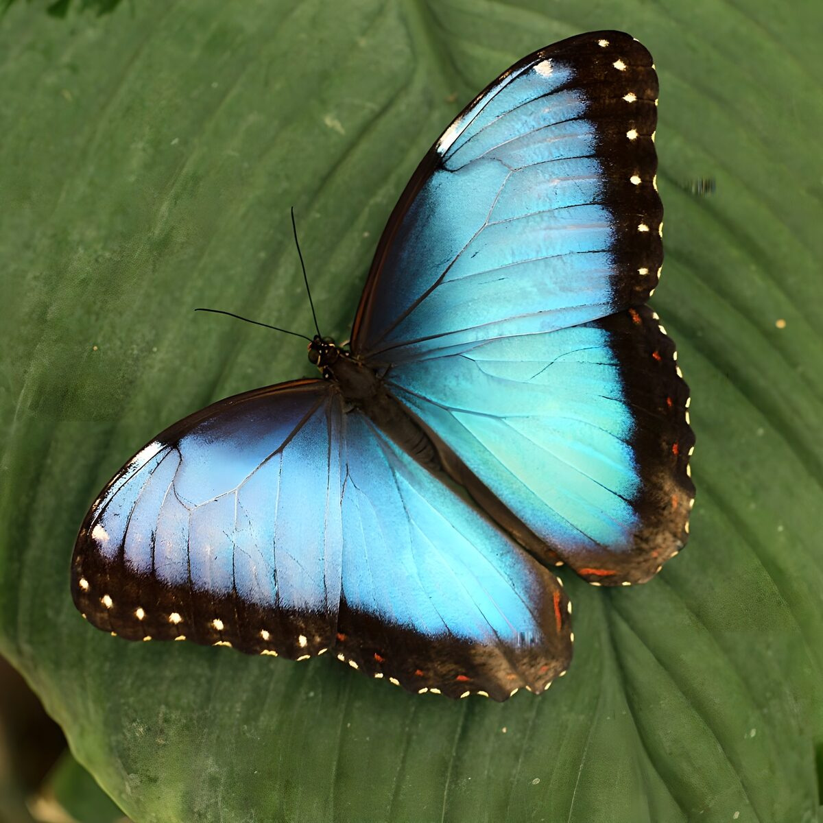 PDGIT4146986: Farfalla blu su una foglia verde