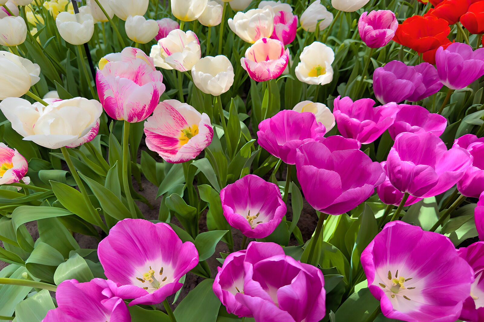 PDGIT8651705: Tulipani rosa e bianchi in piena fioritura