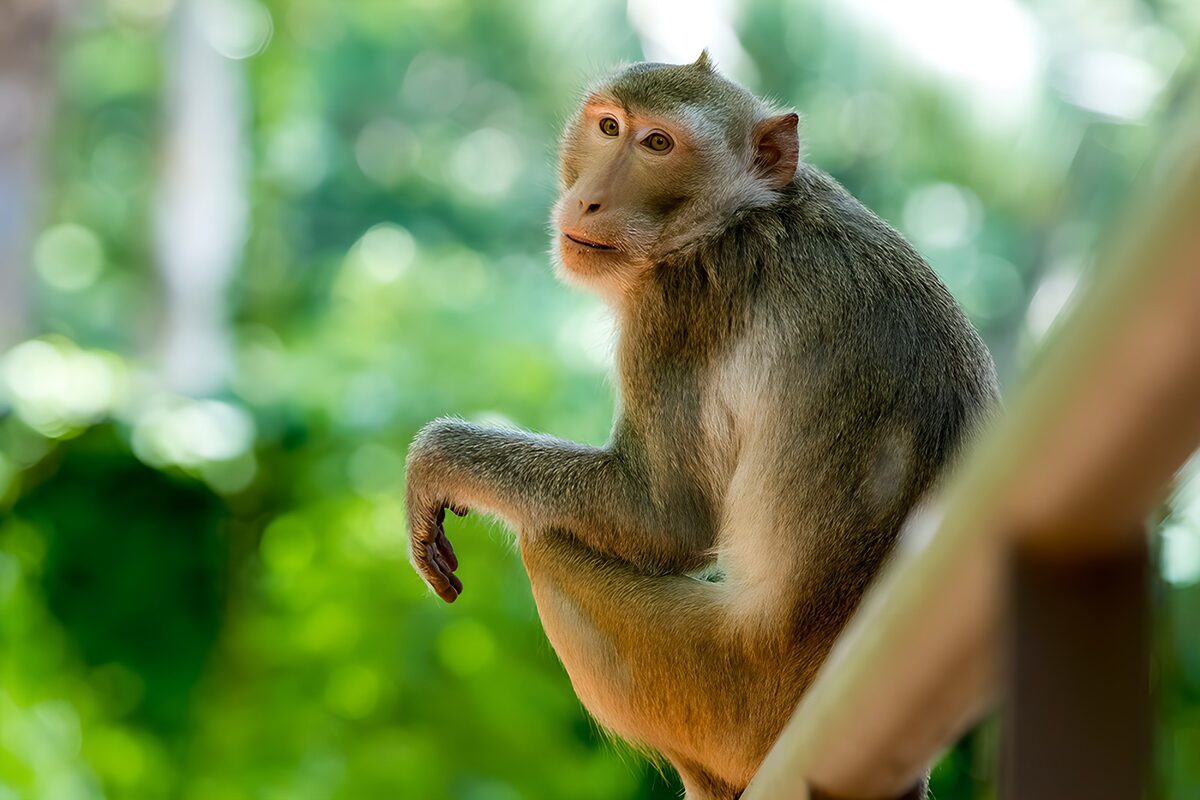 Macaco in posa sulla ringhiera