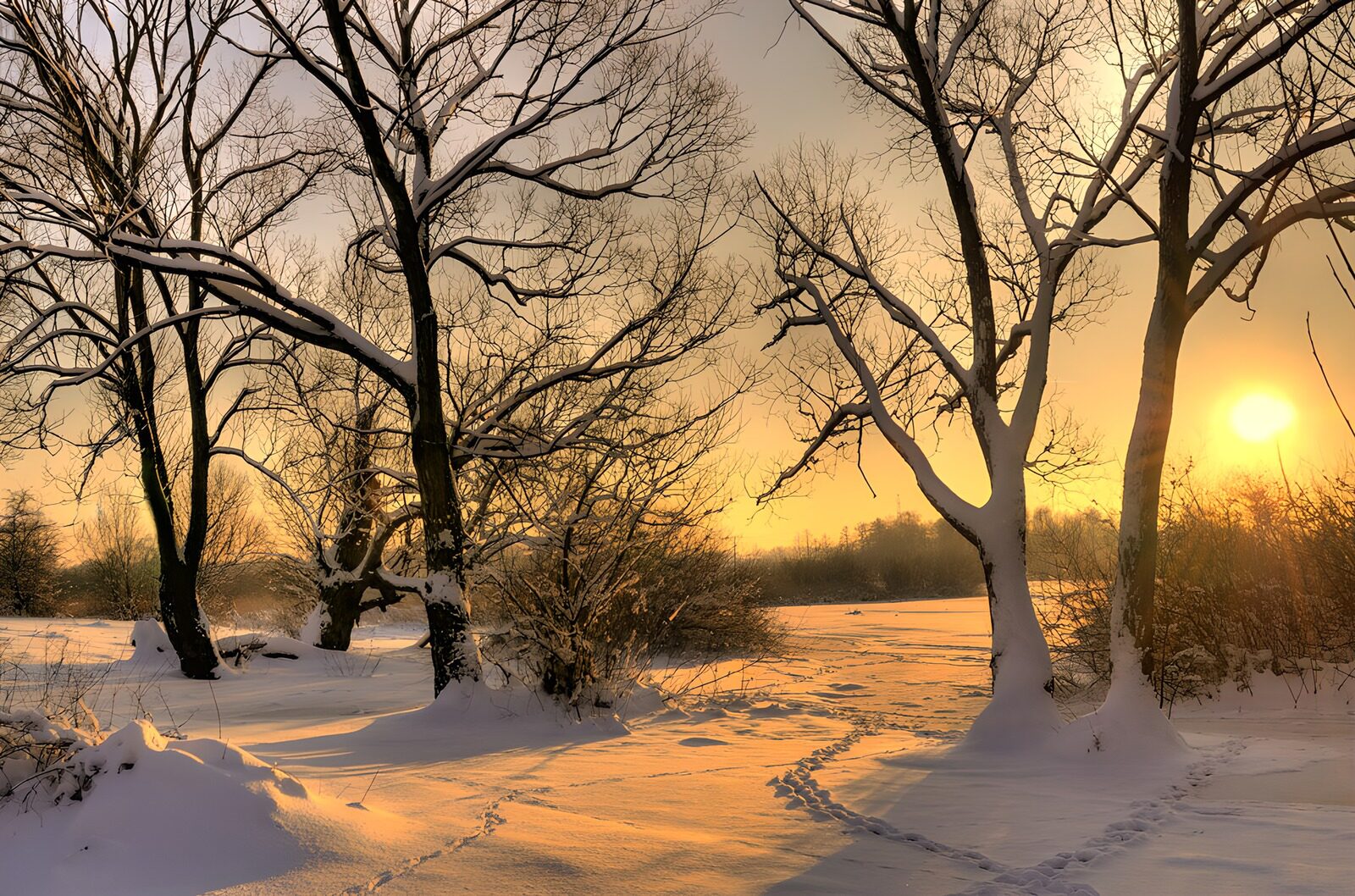 PDGIT9204662: Bosco innevato nella luce del tramonto
