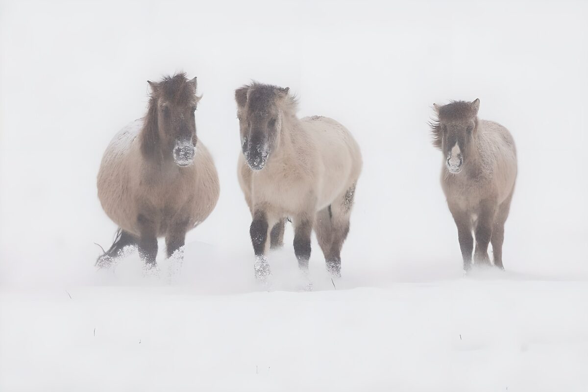 PDGIT7507534: Tre cavalli nel paesaggio innevato