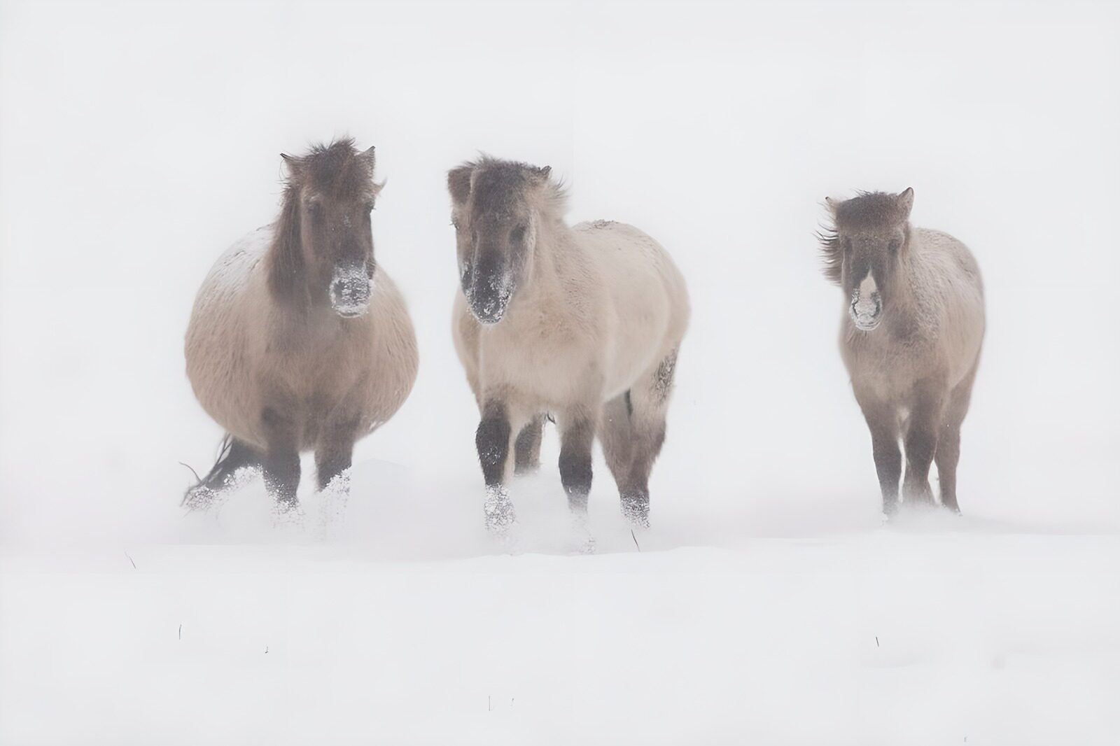 PDGIT7507534: Tre cavalli nel paesaggio innevato
