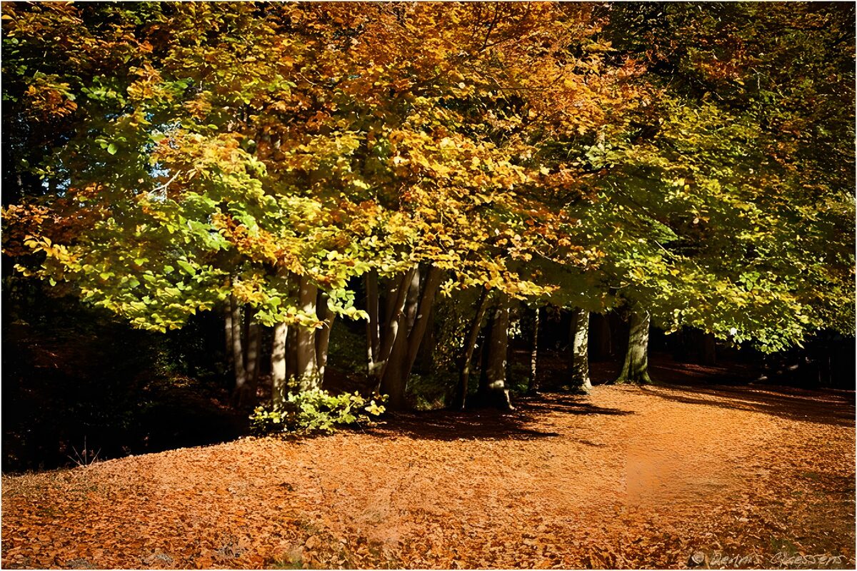 PDGIT6829303: Sentiero nel bosco dai colori d’autunno