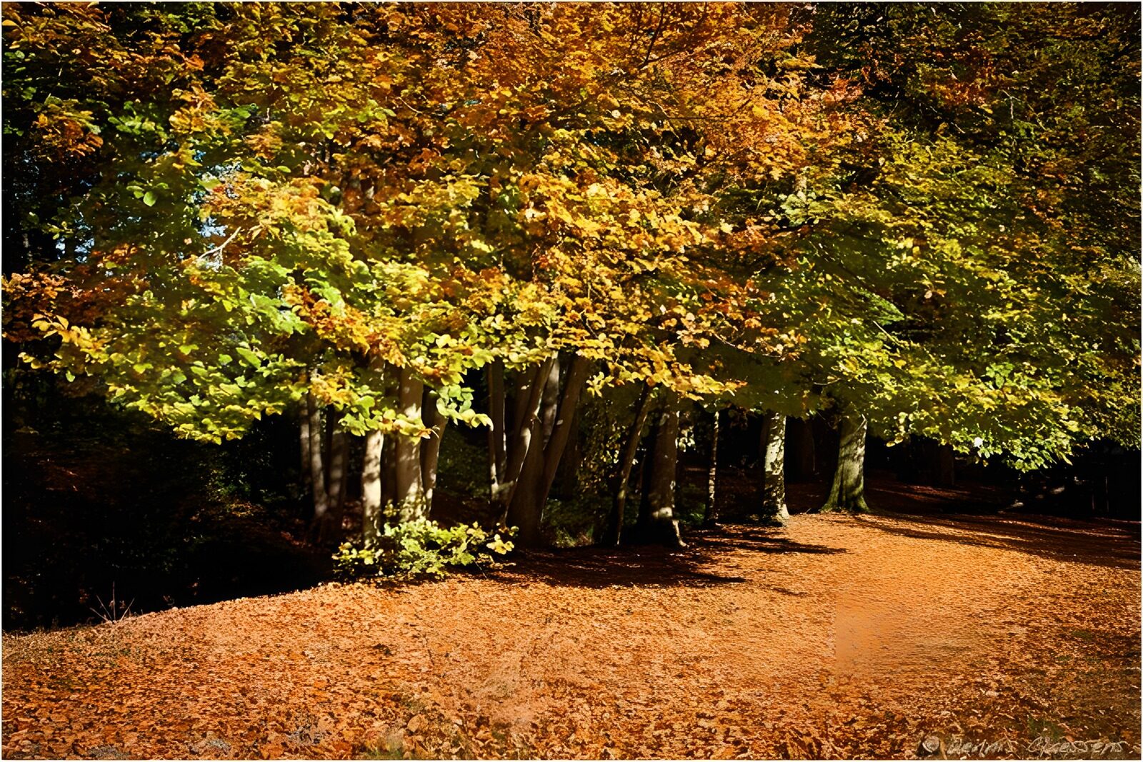 PDGIT6829303: Sentiero nel bosco dai colori d’autunno