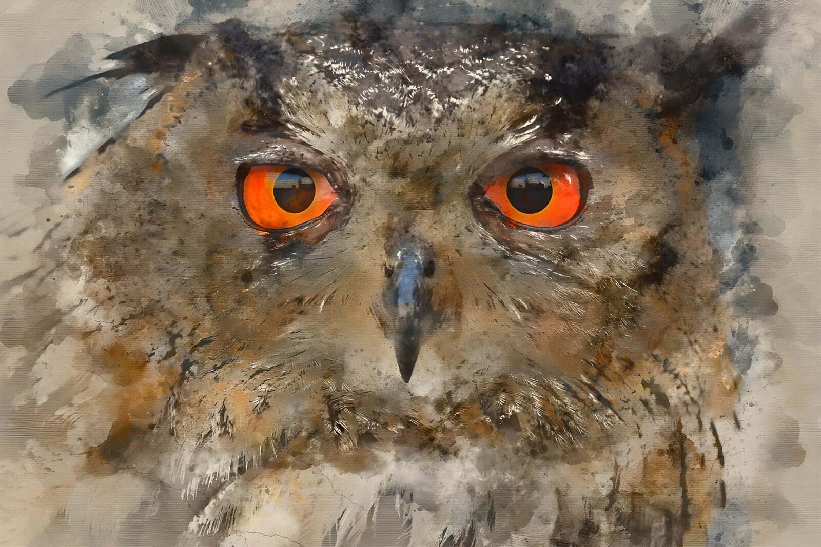 PDGIT1113101: Gufo in primo piano, sguardo vigile