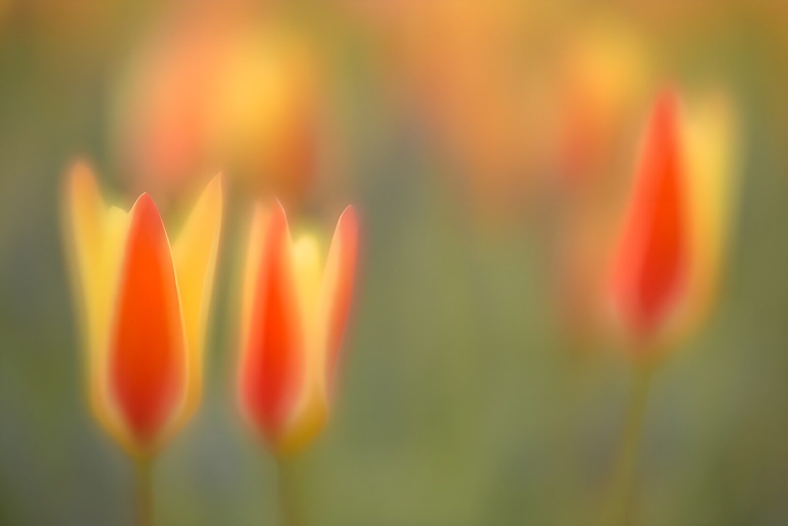 PDGIT7544684: Tulipani rossi e gialli in luce soffusa