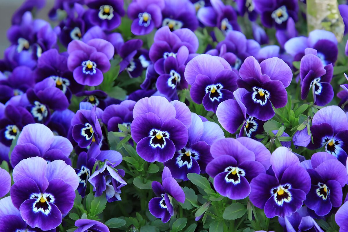 PDGIT8627107: Viole del pensiero tra lilla e viola