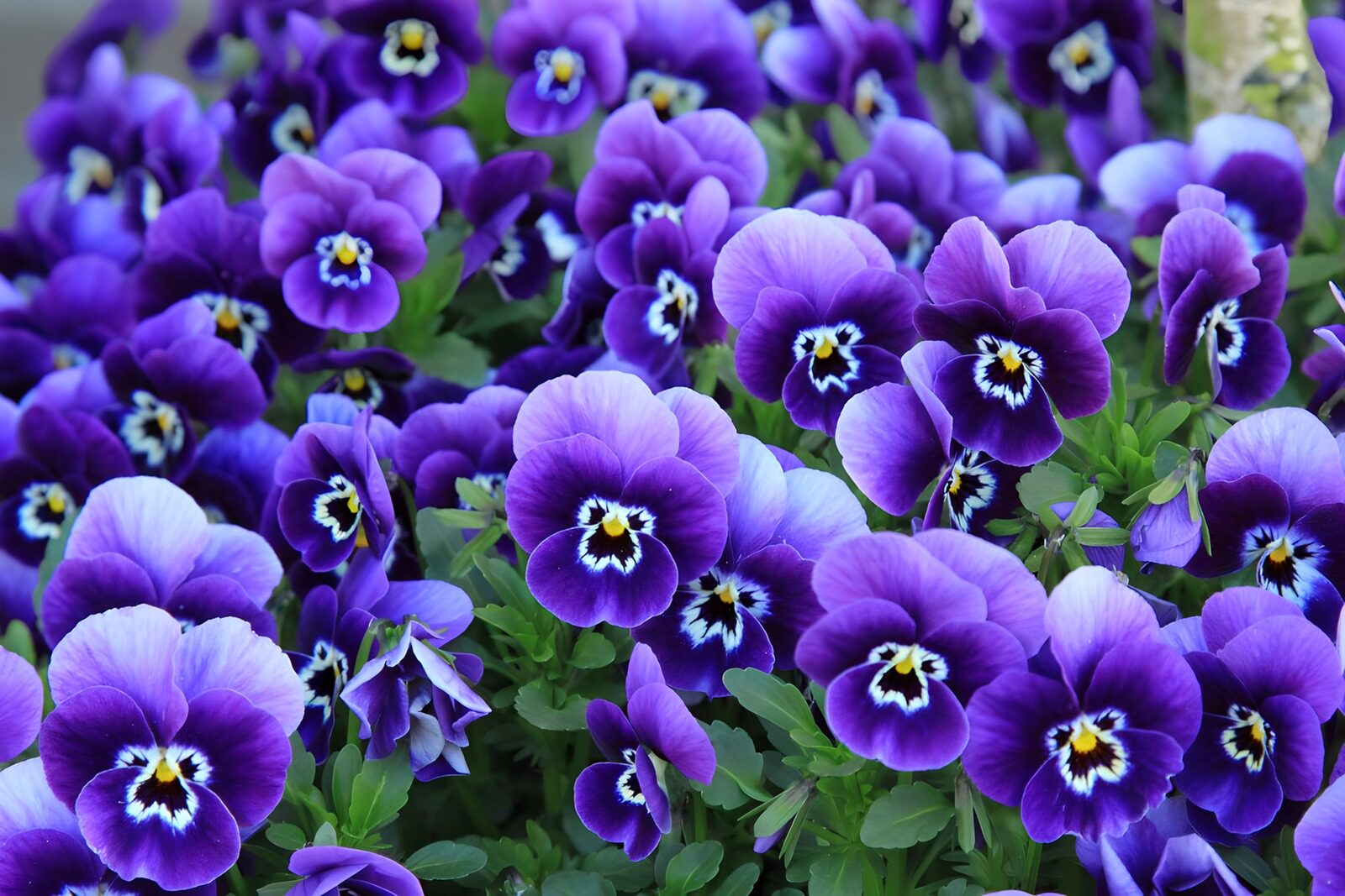 PDGIT8627107: Viole del pensiero tra lilla e viola