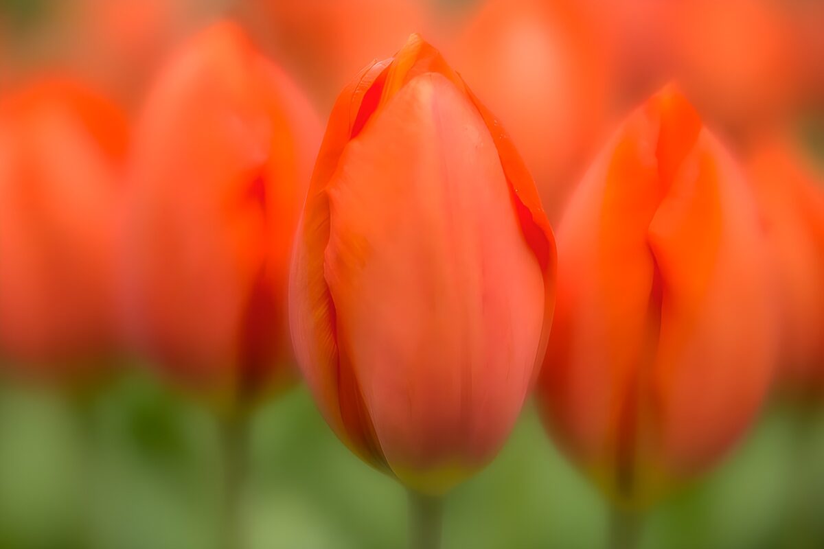 PDGIT1141309: Tulipani arancioni e rosa in luce soffusa