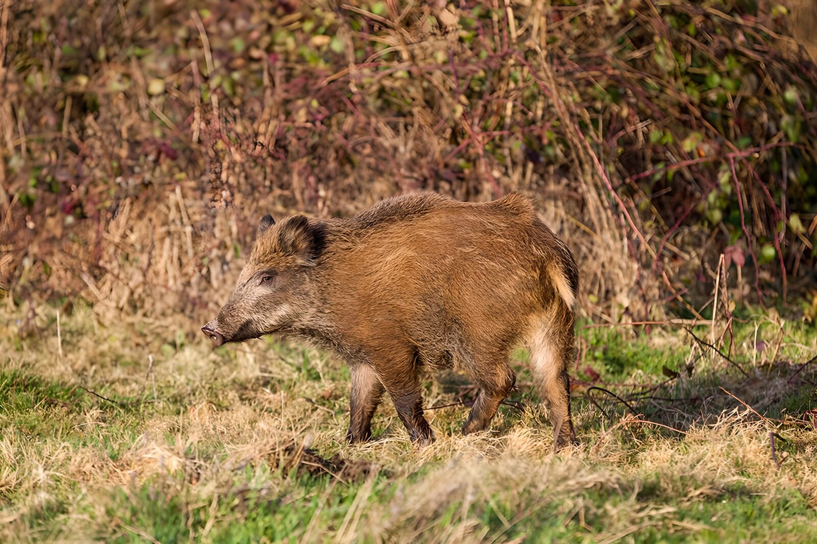 PDGIT3608026: Cinghiale di profilo tra erba e rovi