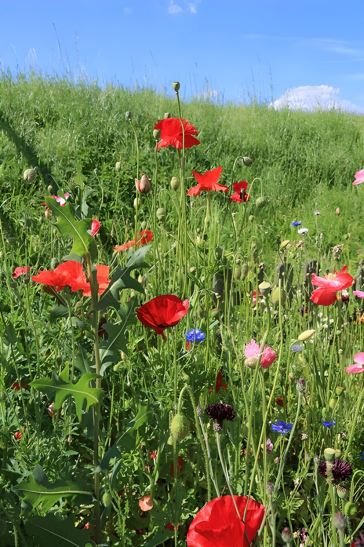 PDGIT5306187: Un cielo d’estate sopra i papaveri