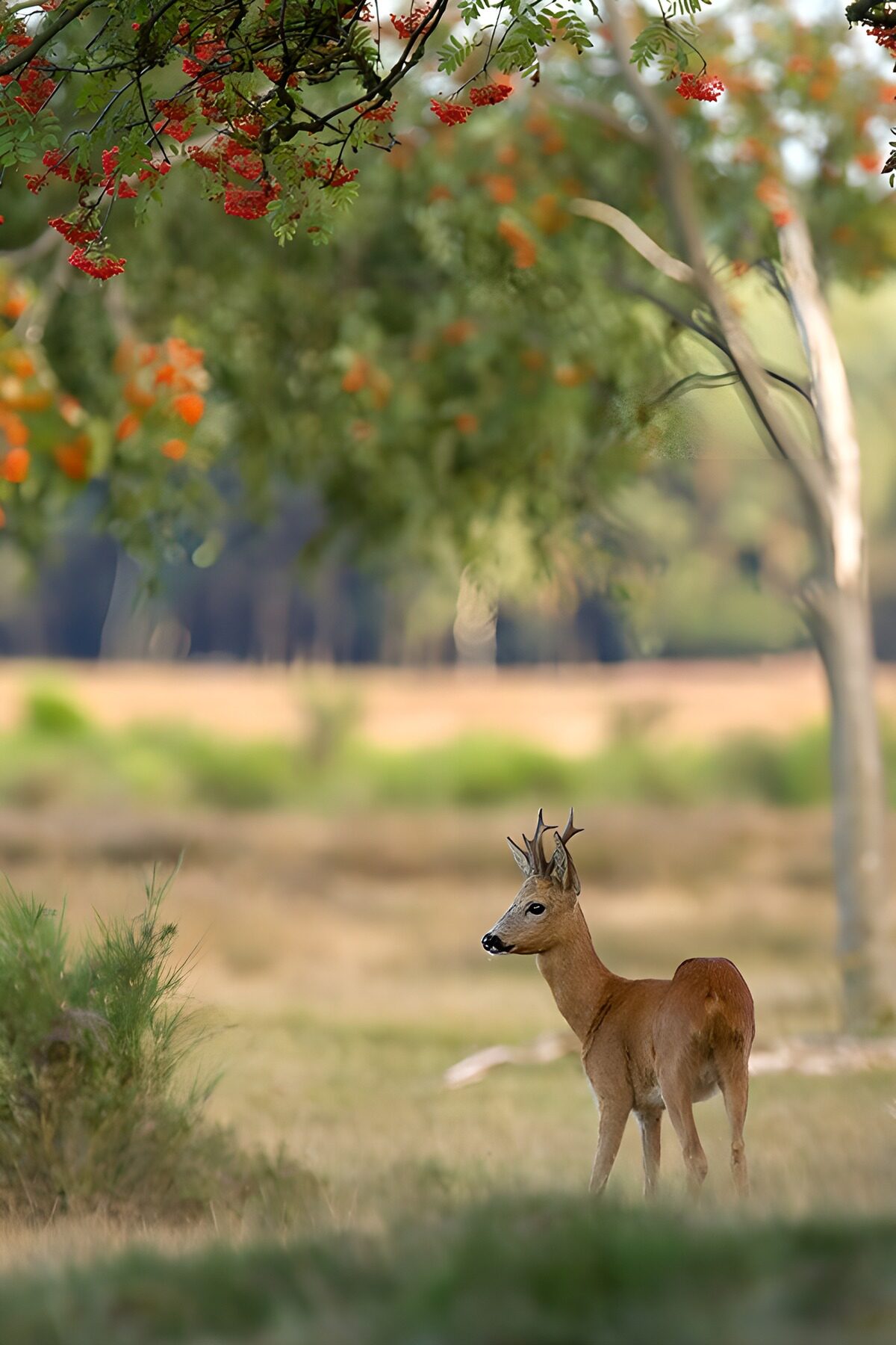 Capriolo tra erba e bacche rosse