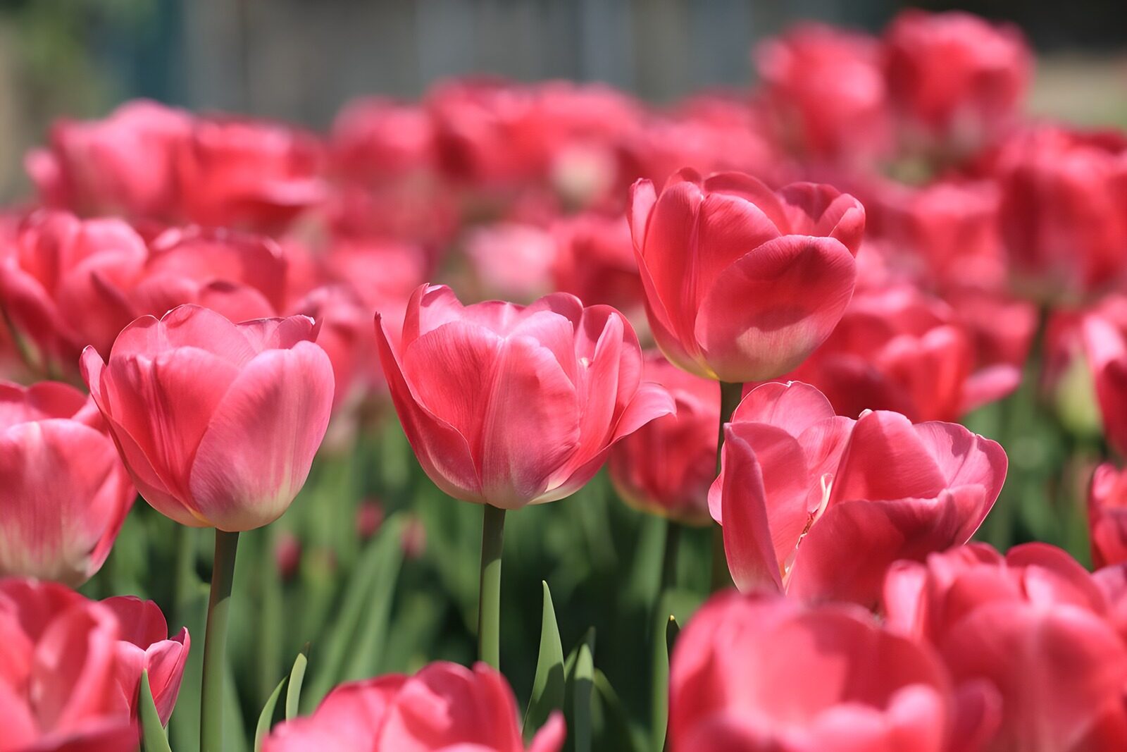 PDGIT9731190: Tulipani rosa in fiore al sole