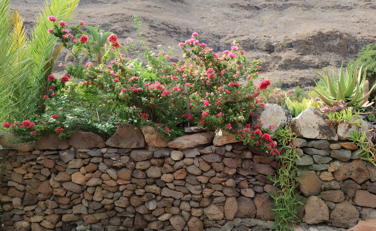 PDGIT6393448: Fiori rosa sopra un muro di pietra