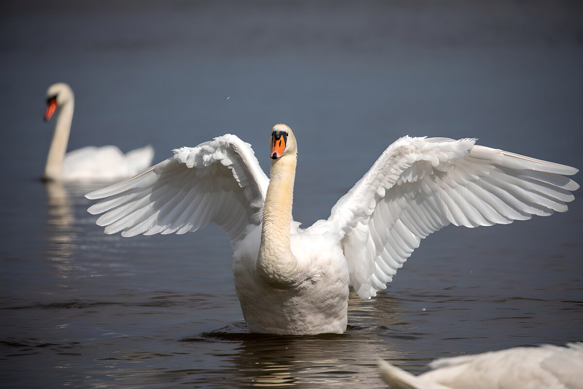 PDGIT9189995: Cigno, ali di luce sull’acqua scura