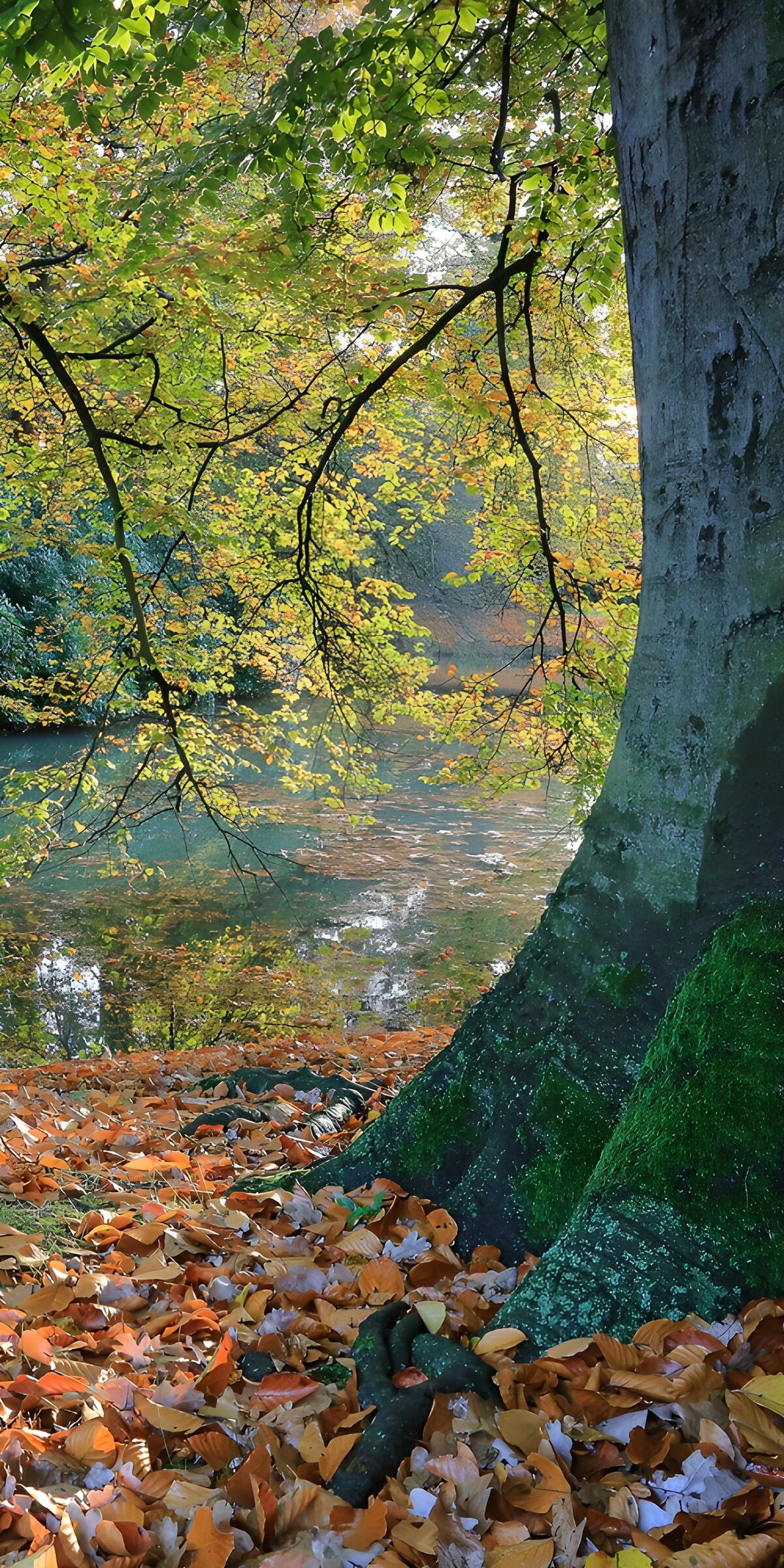 PDGIT3471652: Albero e radici sulla riva d’autunno