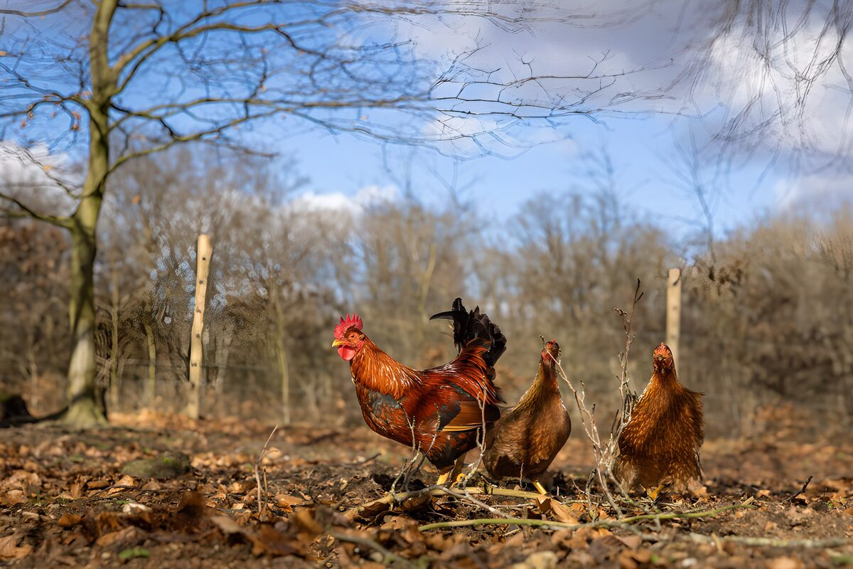 Gallo e due galline tra le foglie