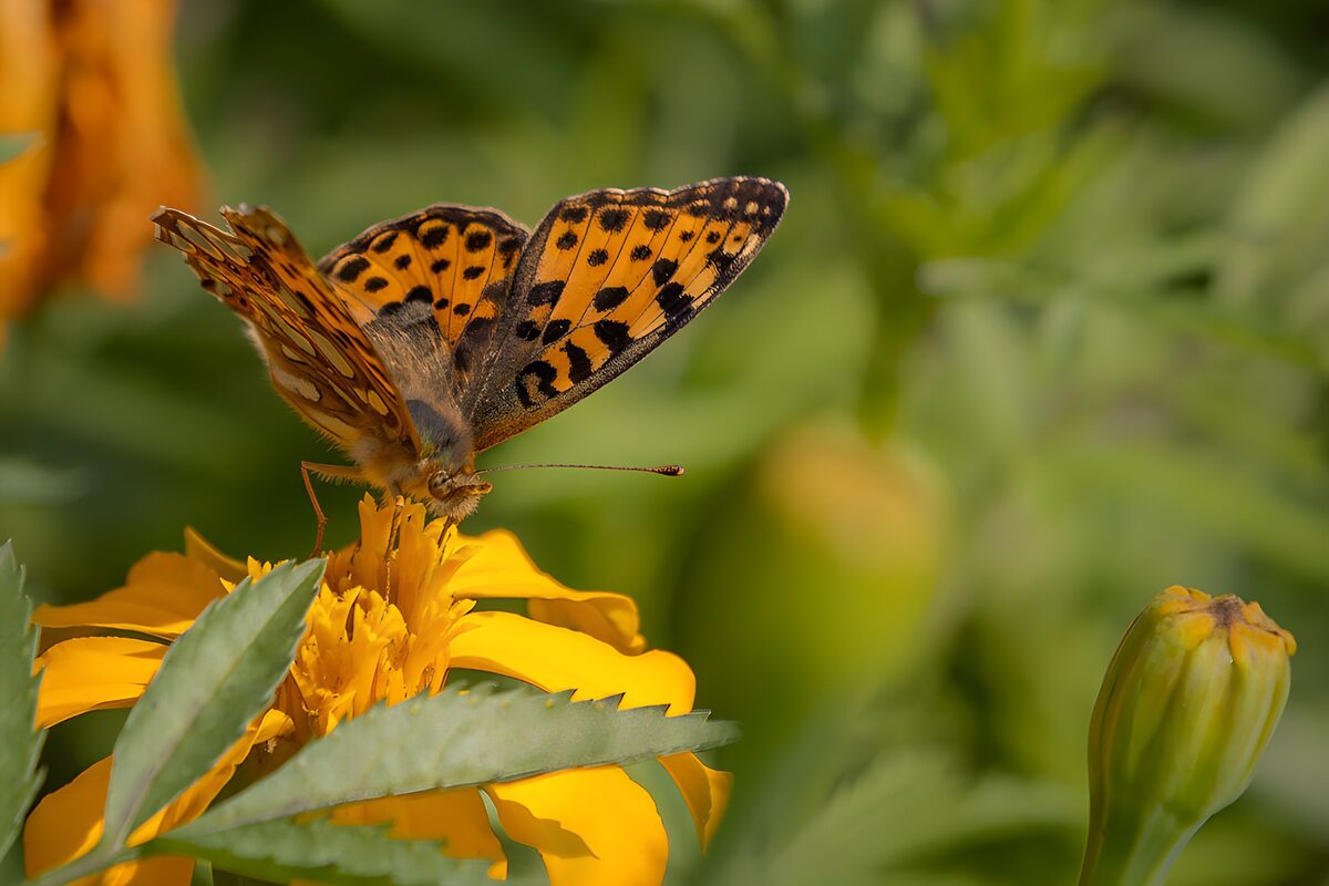 PDGIT5689747: Farfalla arancione su un fiore giallo al sole