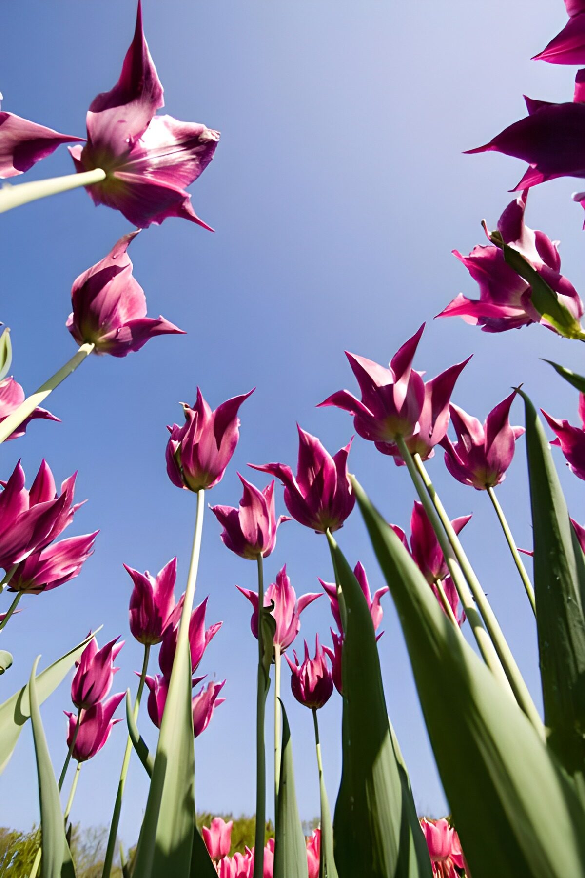 PDGIT4947398: Tulipani rosa e viola visti dal basso