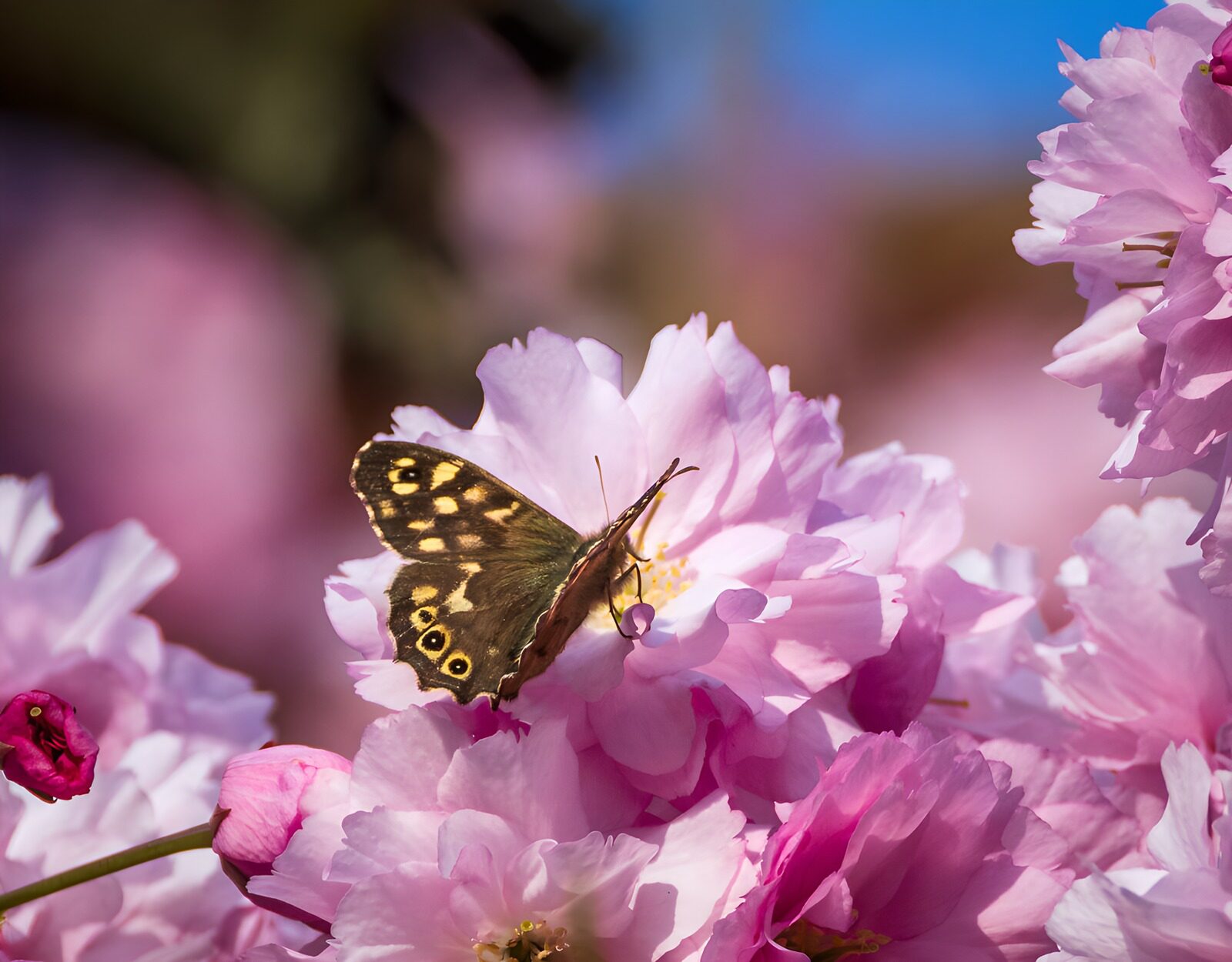 PDGIT7869941: Farfalla bruna tra soffici fiori rosa