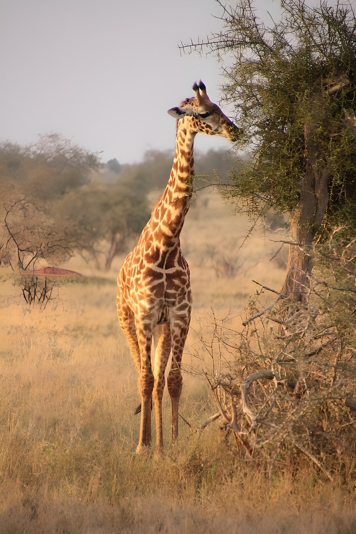 PDGIT6717815: Giraffa tra erba secca e rami spinosi