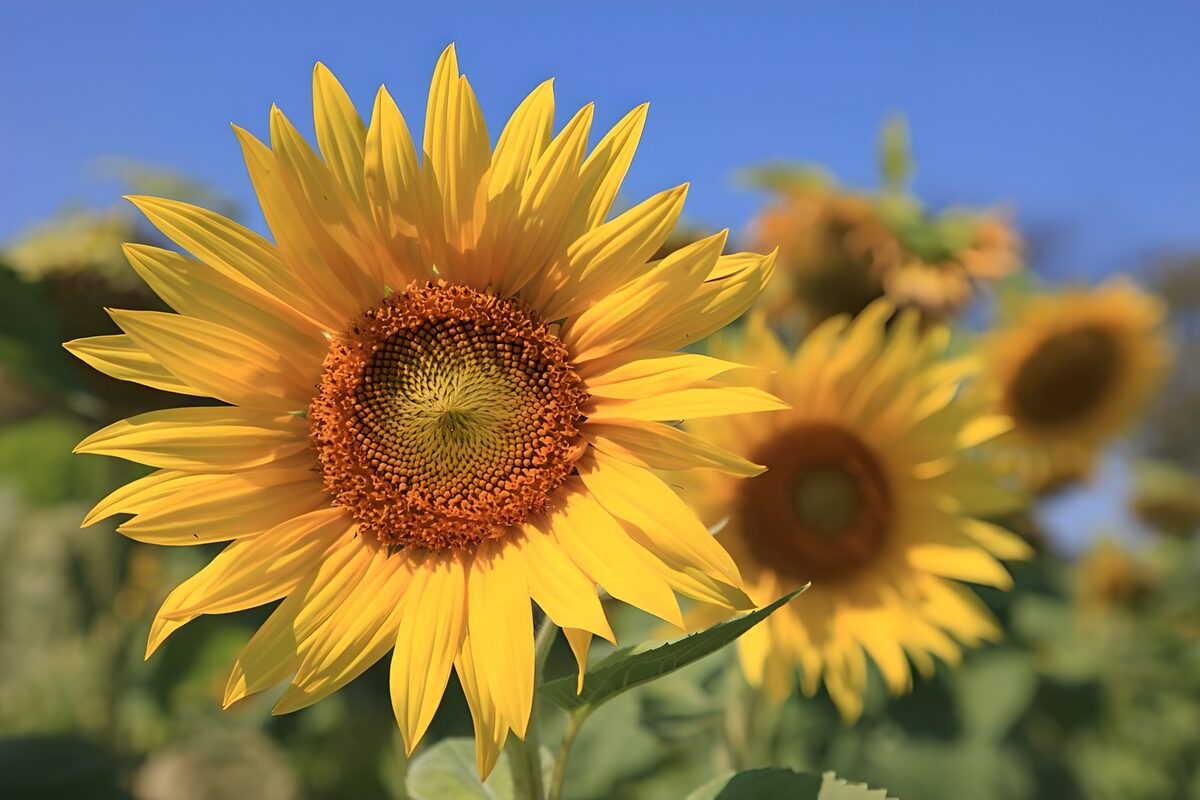 PDGIT8556973: Un sole di petali, il girasole