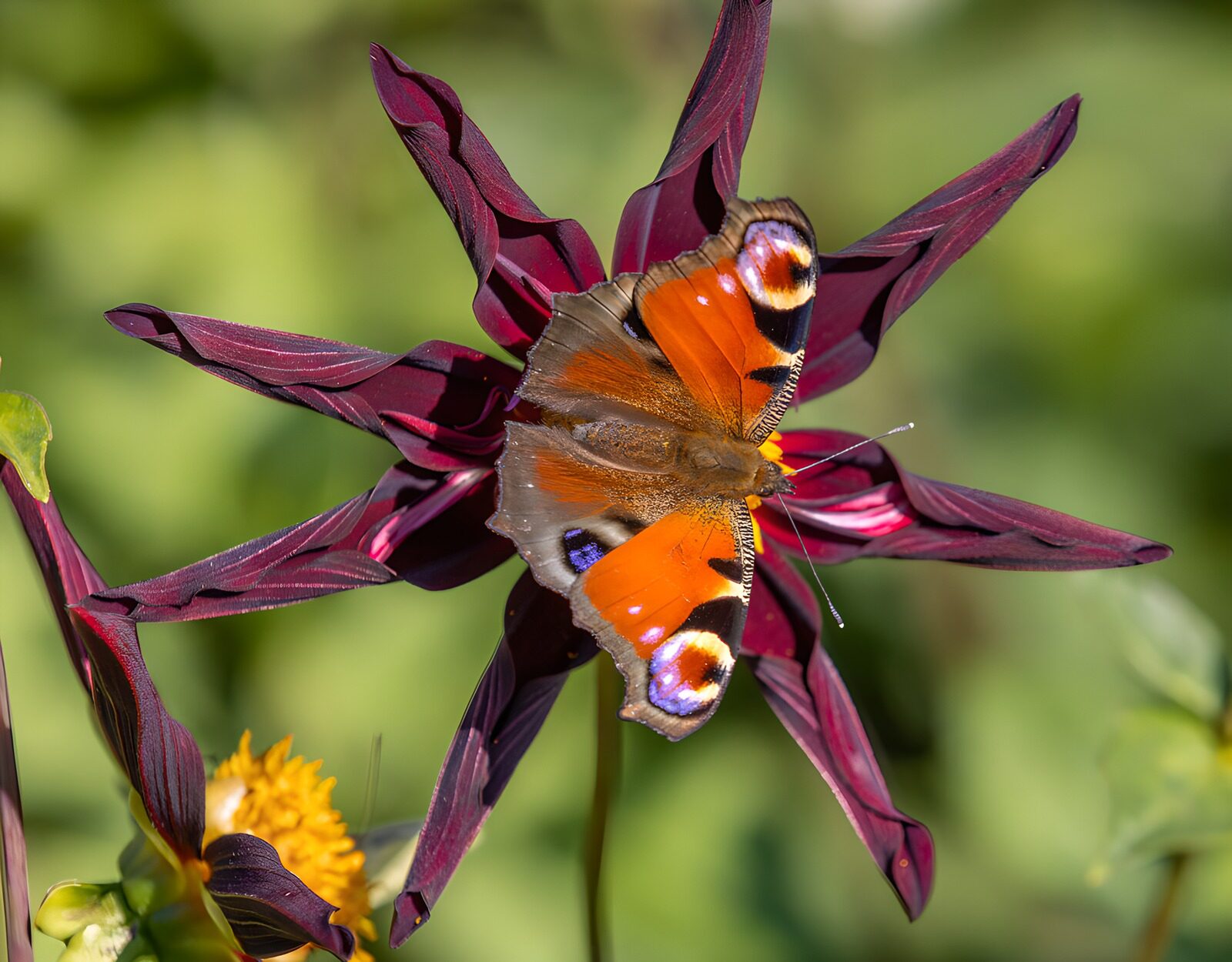 PDGIT2894174: Vanessa io sul fiore color borgogna