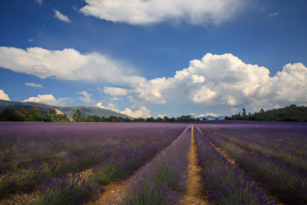 PDGIT9341582: Filari di lavanda verso l’infinito