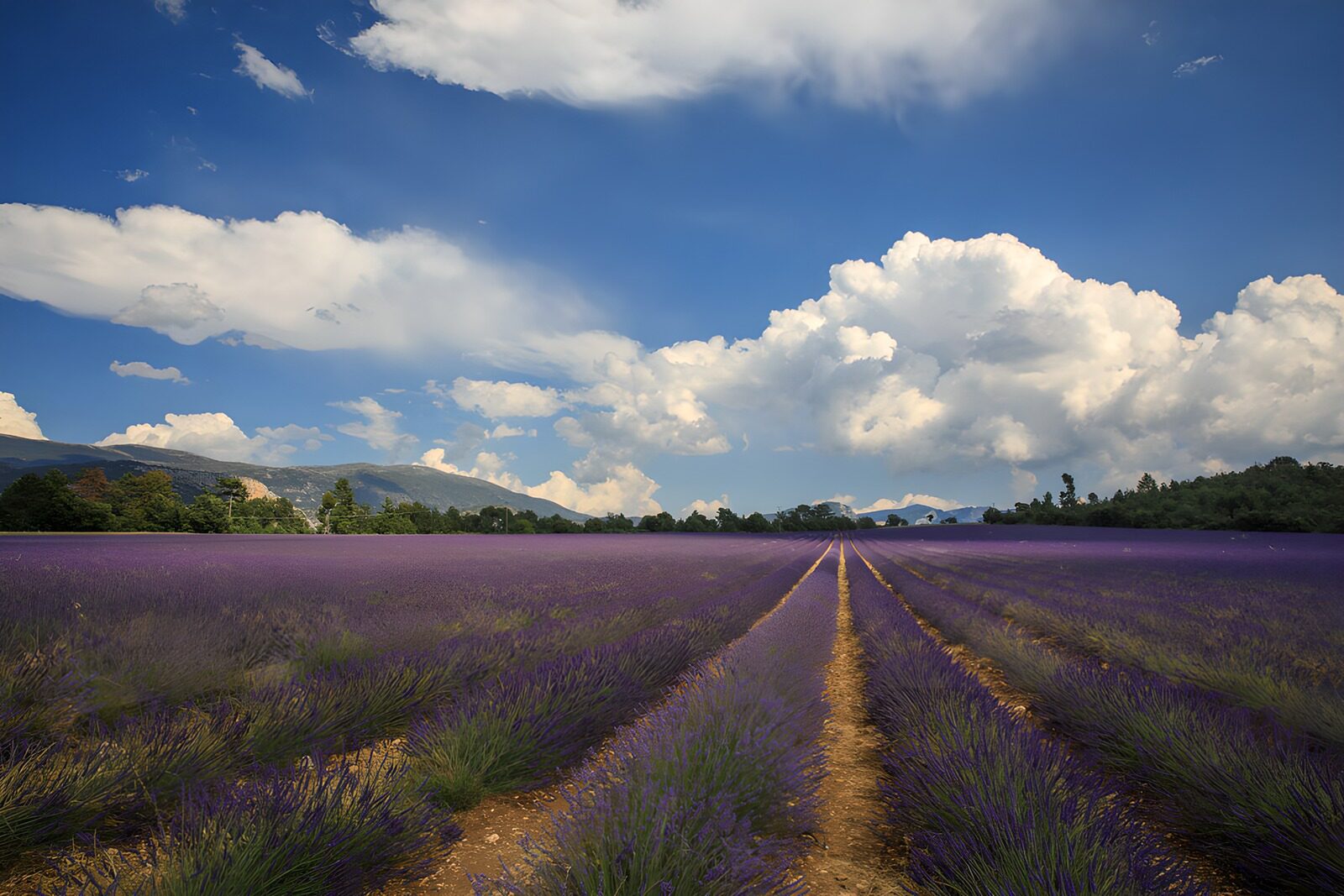 PDGIT9341582: Filari di lavanda verso l’infinito