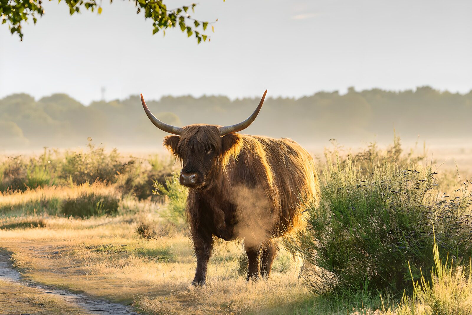 PDGIT7289341: Mucca Highland tra erba e foschia