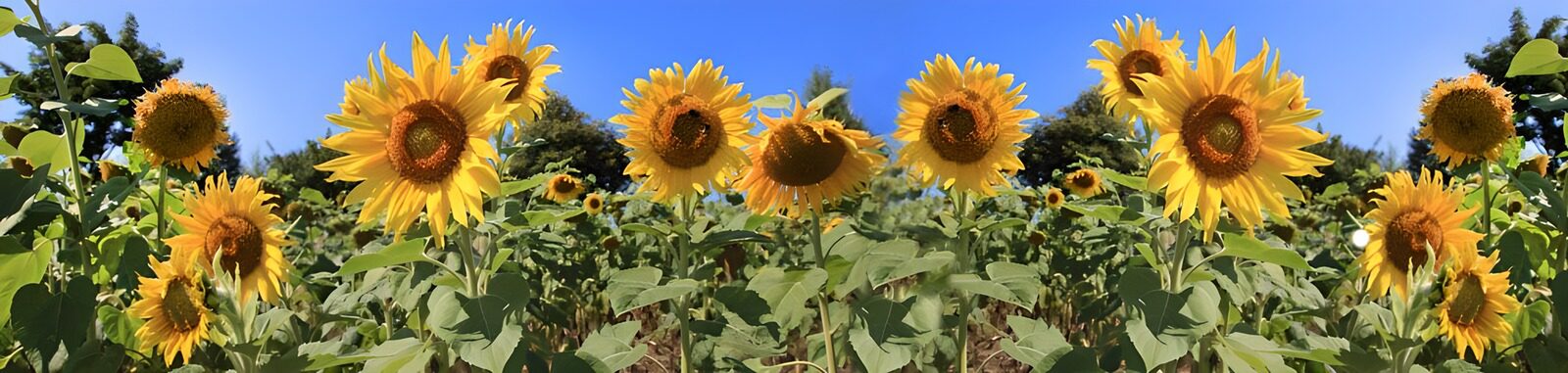 PDGIT6193727: Girasoli gialli sotto il cielo azzurro