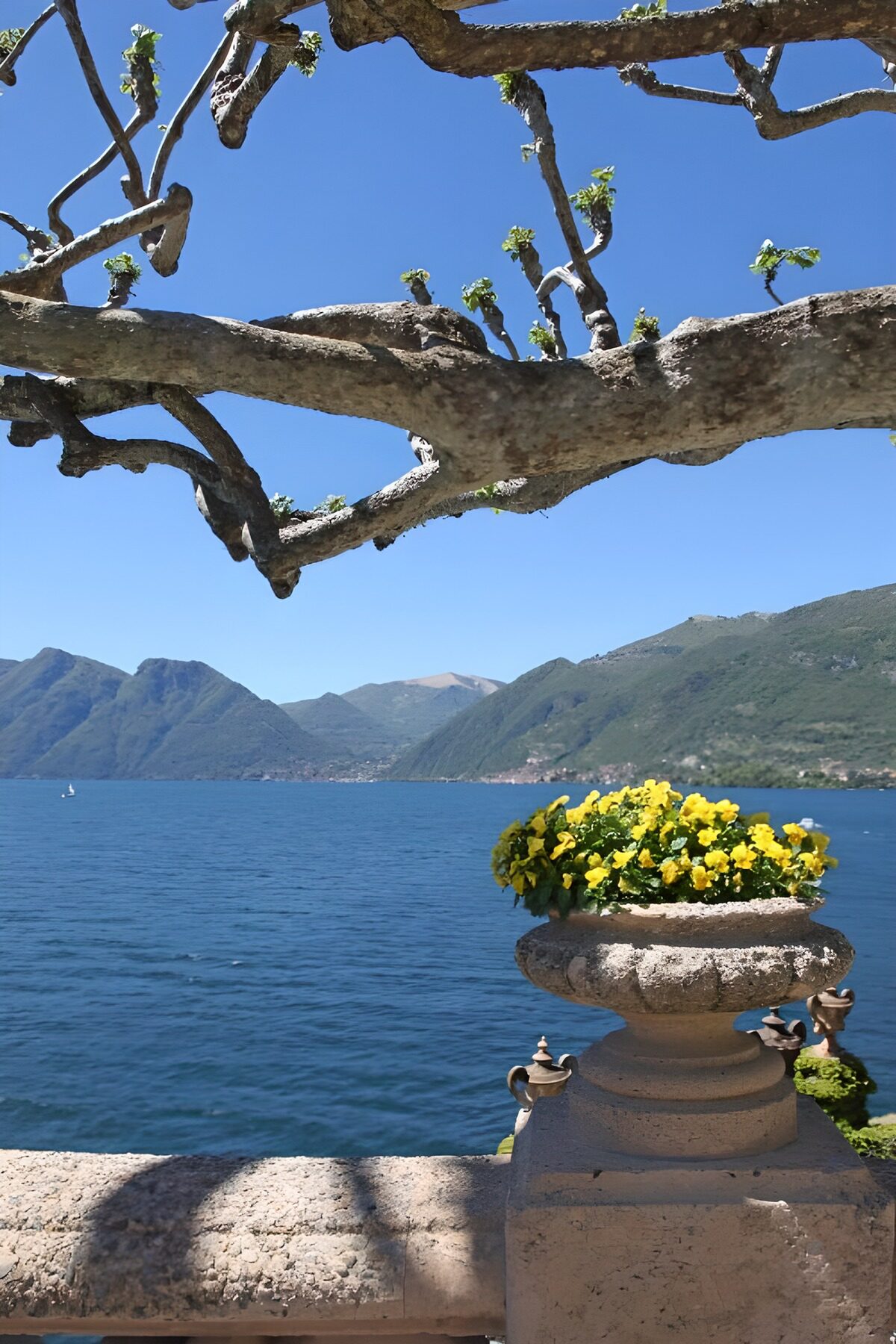 PDGIT8716203: Fiori gialli e rami affacciati sul lago