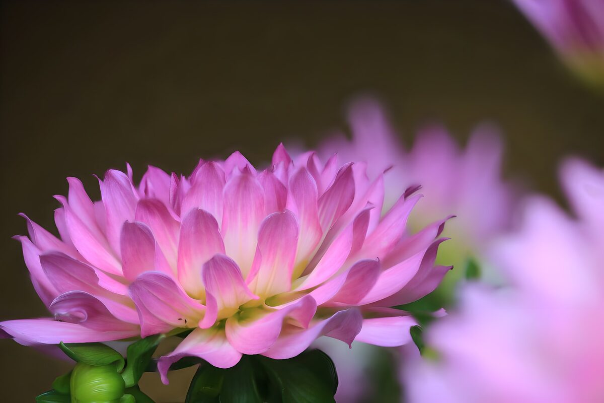 PDGIT7668725: Fiore rosa in primo piano nella luce morbida