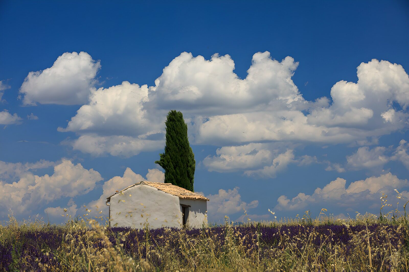PDGIT4657290: Casetta e cipresso nel prato d’estate