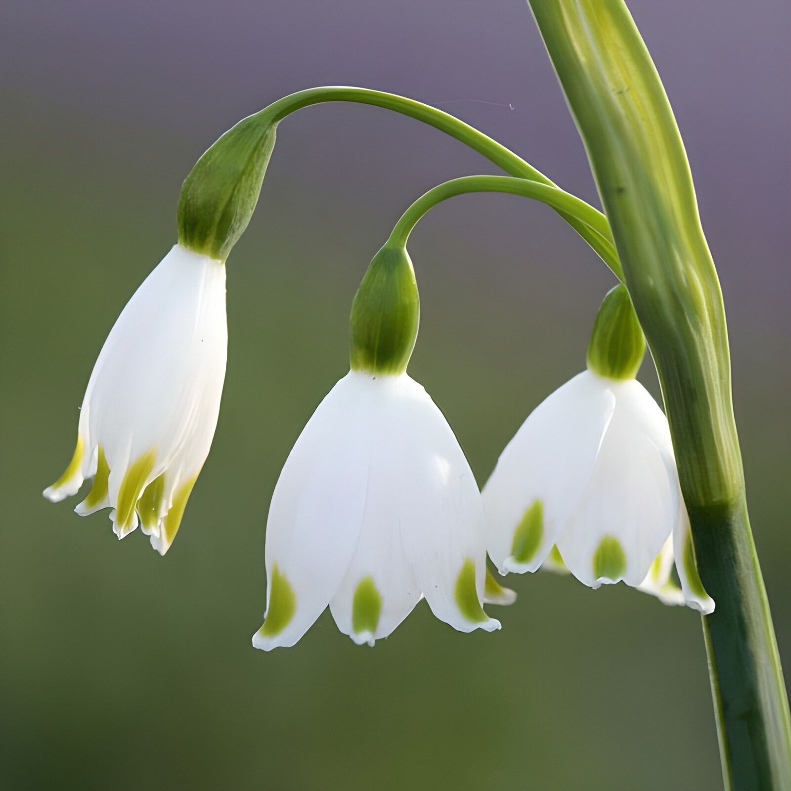 PDGIT2431981: Tre fiori bianchi a campanella nella luce