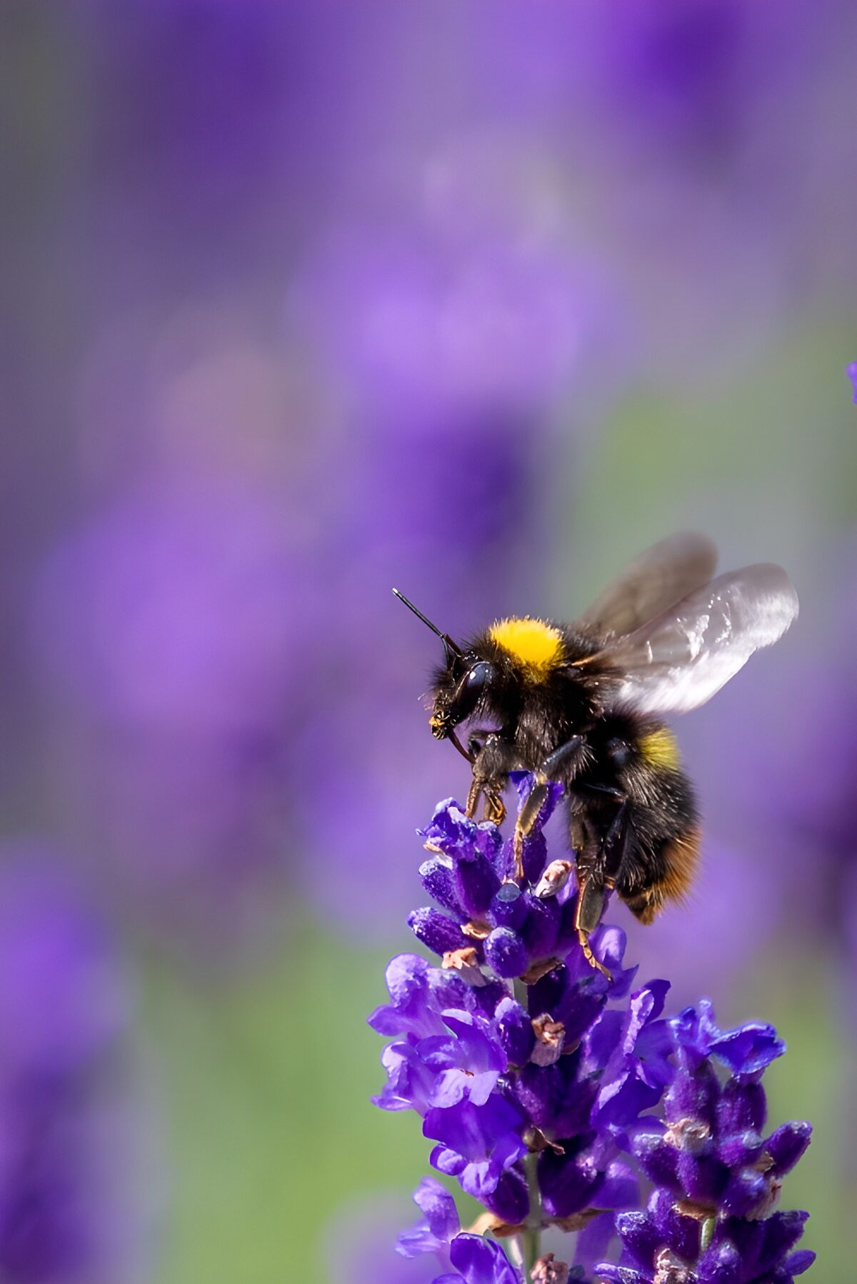 PDGIT7646372: Bombo sulla lavanda in piena luce
