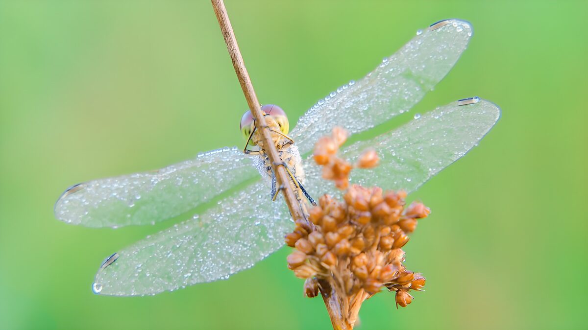 Libellula sullo stelo, tra gocce e quiete