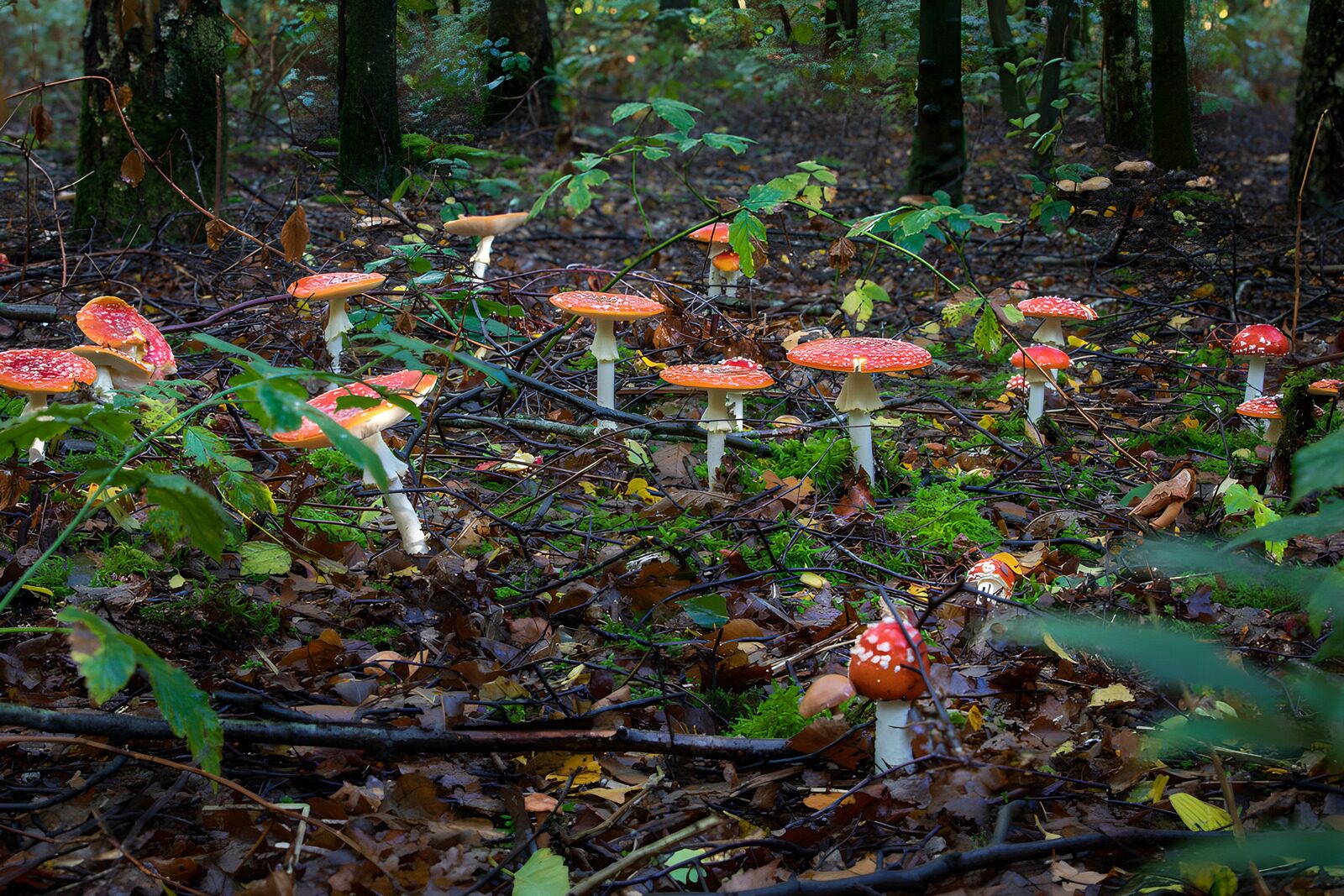 PDGIT8315640: Funghi rossi, fiammelle nel sottobosco