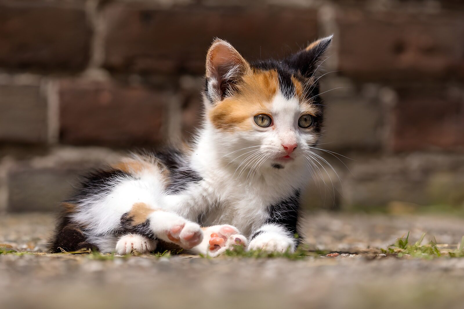 PDGIT4676181: Gattino tricolore in posa curiosa